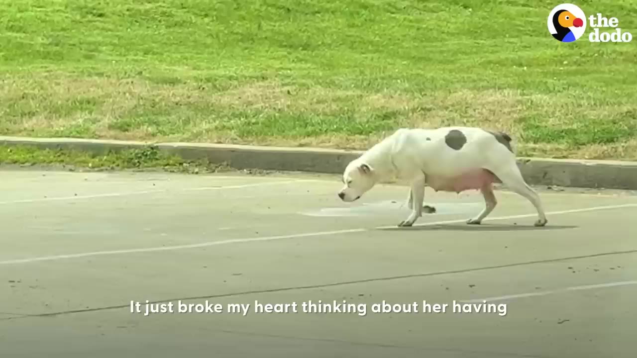 A pregnant white pit bull mix with dark spots walks alone across an empty paved lot.