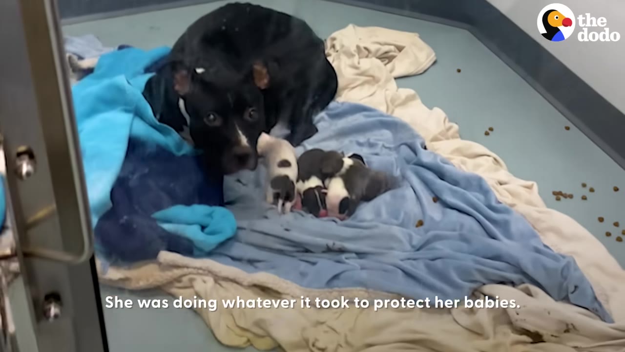 A black and white dog with wide, protective eyes lies in a kennel on blue blankets next to her newborn puppies.