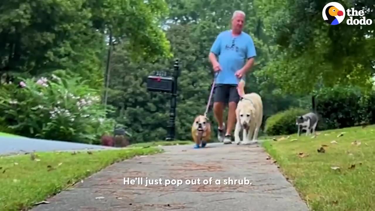 A man walking two dogs on leashes along a residential sidewalk.
