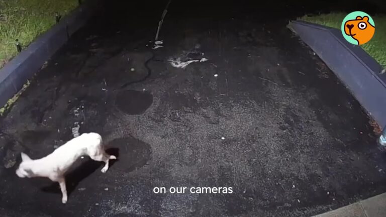 Massachusetts Woman Spots A Strange Animal Wandering At Night, Then Discovers Why He’s Been Hiding In The Woods