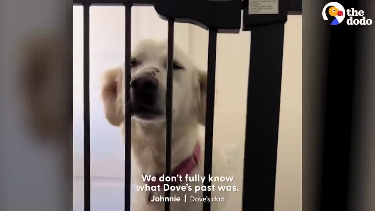 A light-colored dog named Dove looks through the bars of a black pet gate, with text on screen reading, 'We don't fully know what Dove's past was.'