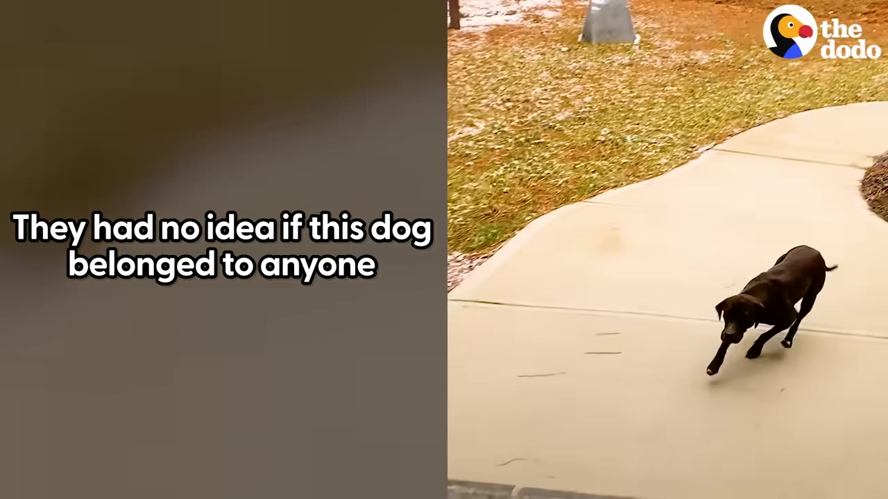 A black dog running up a concrete walkway towards the camera.