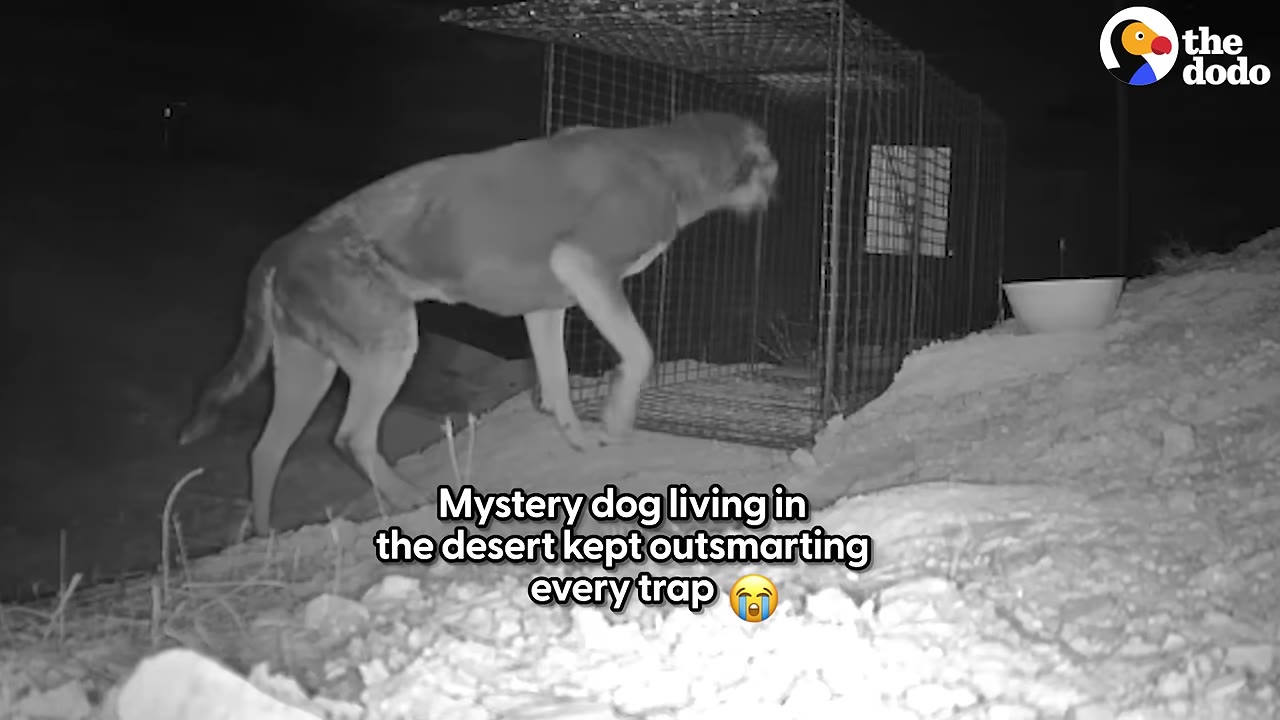 A black-and-white night-vision camera capture of a large dog walking on a rocky desert slope next to a wire cage trap.