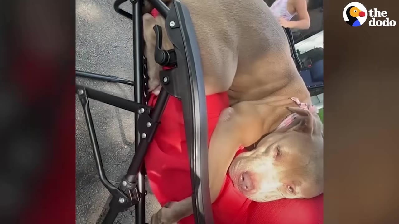 A light brown dog resting its head while lying on a red outdoor chair cushion.