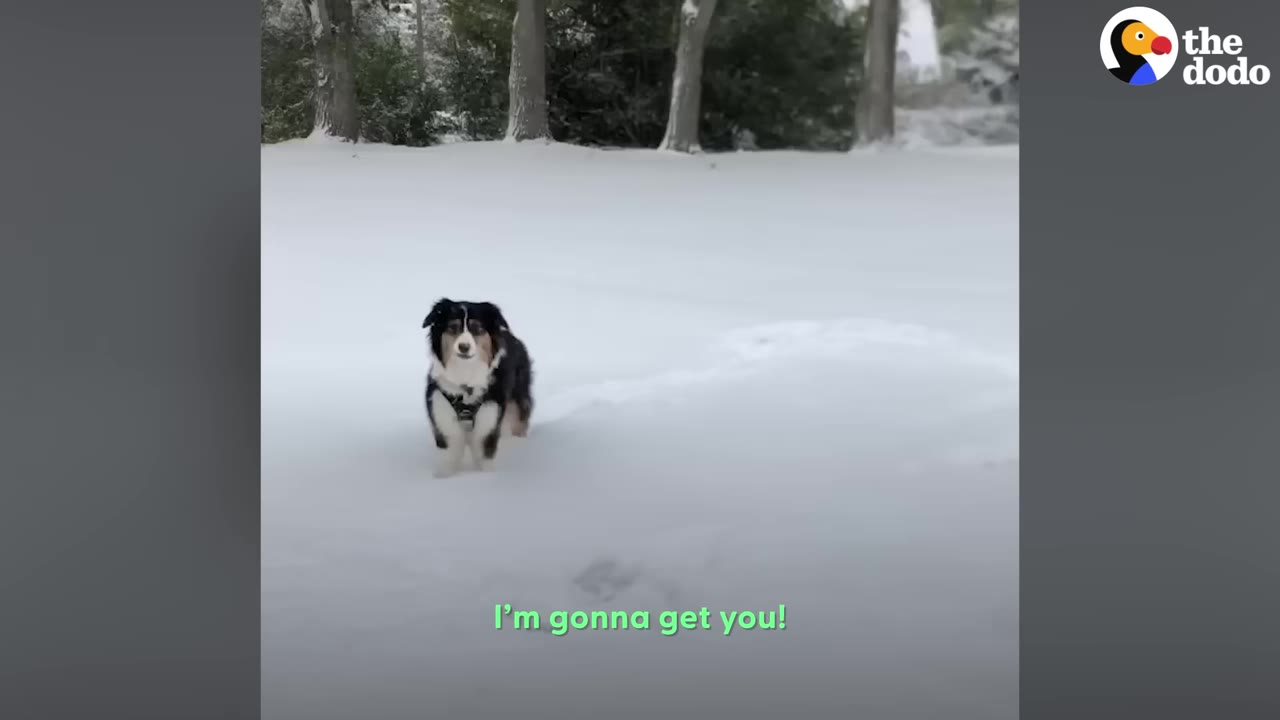 An Australian Shepherd standing outside in a snow-covered field looking toward the camera.