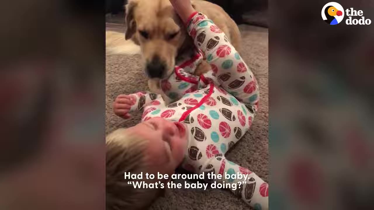 A golden dog gently leaning over a baby lying on the floor in sports-patterned pajamas.
