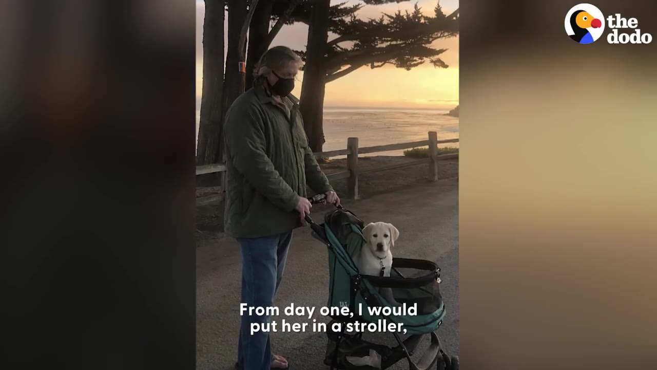 A man wearing a mask stands on a coastal path pushing a green pet stroller containing a young yellow Labrador puppy at sunset.