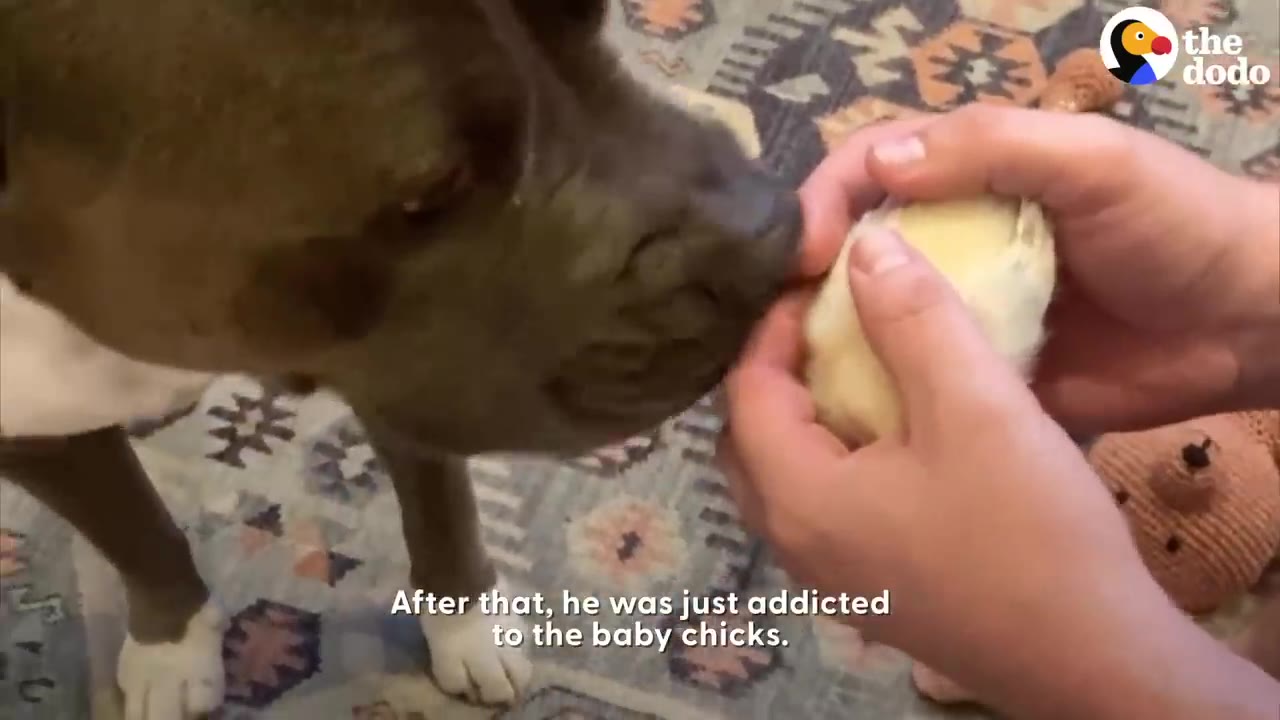 A large dog gently sniffs a tiny yellow baby chick held carefully in a person's hands.