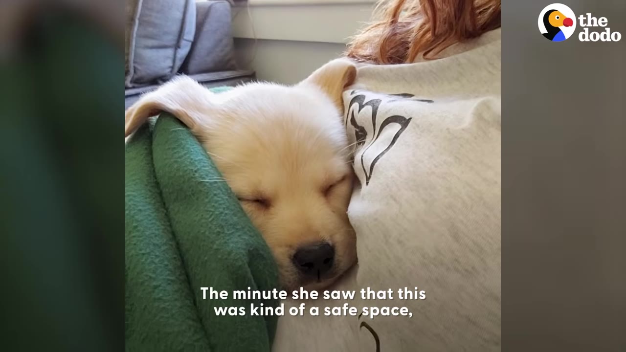 A small light-colored puppy sleeping peacefully tucked under a green blanket against a person's chest.
