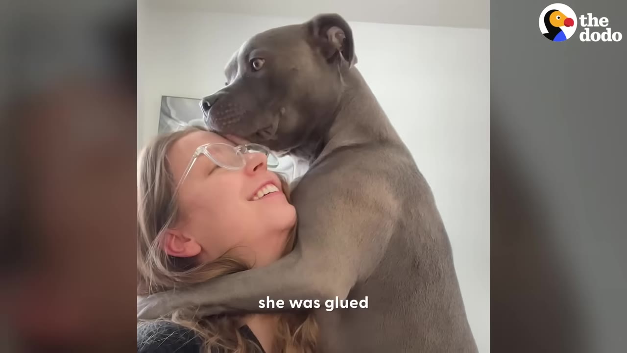 A smiling woman wearing glasses gets a close hug from a grey pit bull resting its head on top of hers.