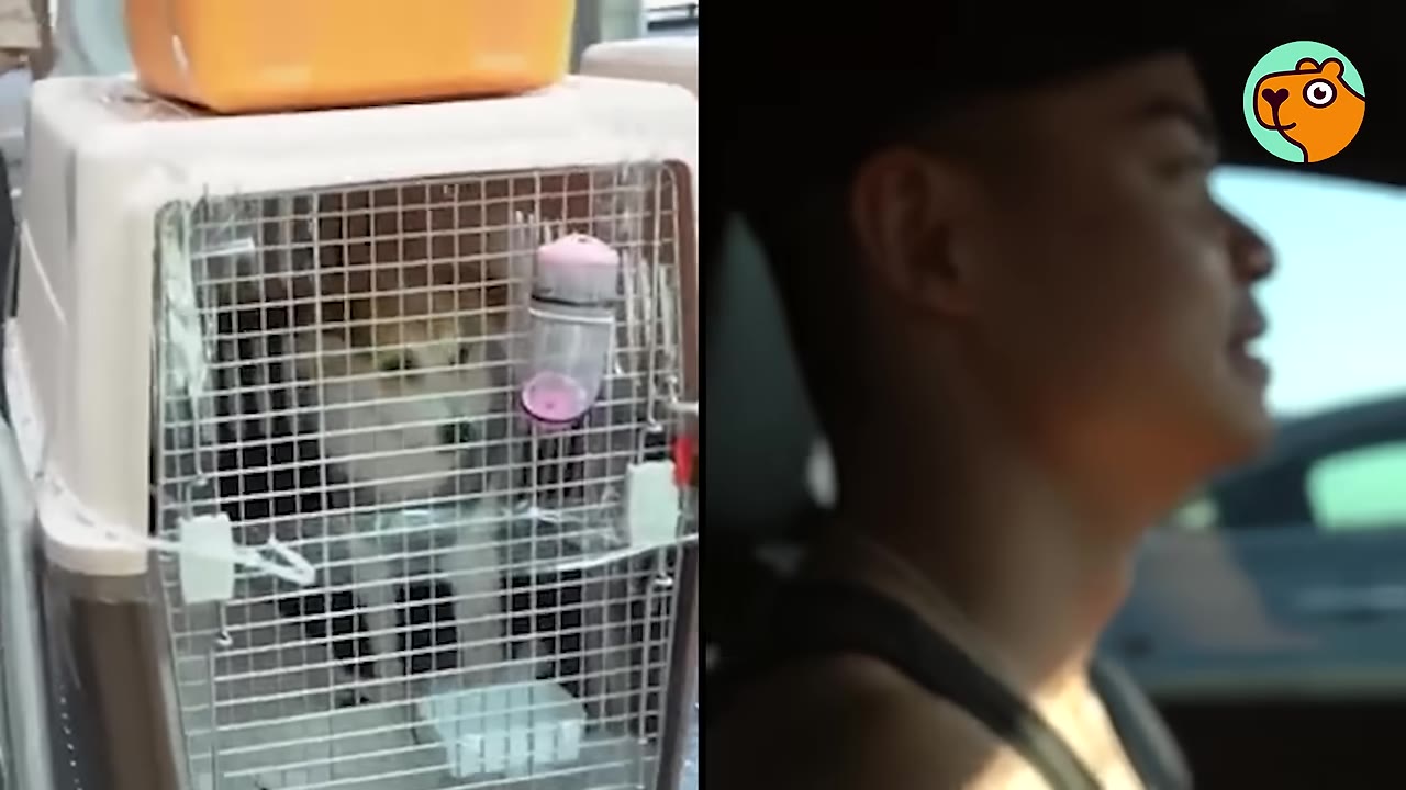 A small dog inside a white pet crate alongside a split screen of a man sitting in a car.