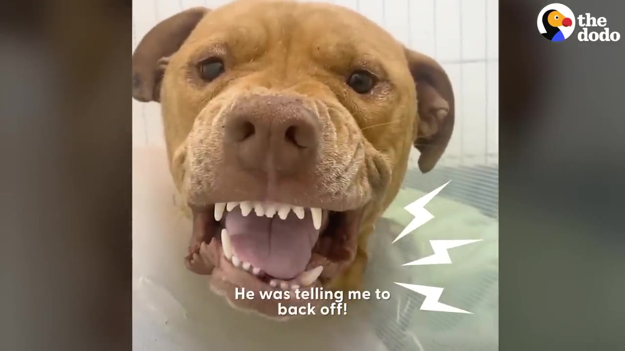 A close-up view of a tan dog wearing an Elizabethan collar snarling with visible teeth.