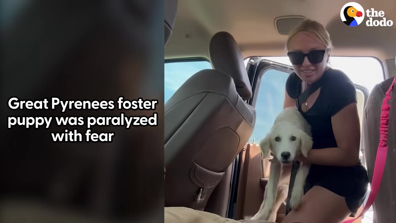 A woman wearing sunglasses holds a timid white puppy inside a vehicle.