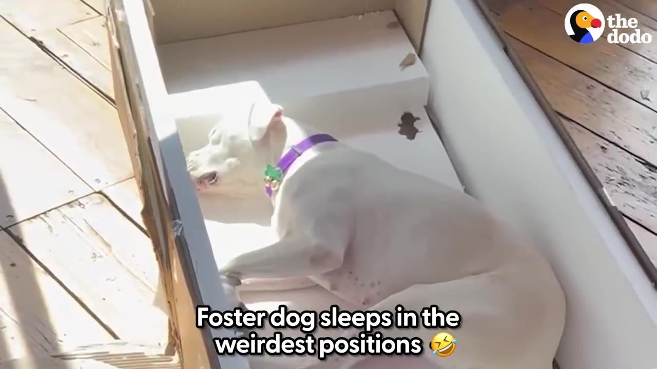 A white dog with a purple collar sleeps peacefully inside a cardboard box lined with white styrofoam.