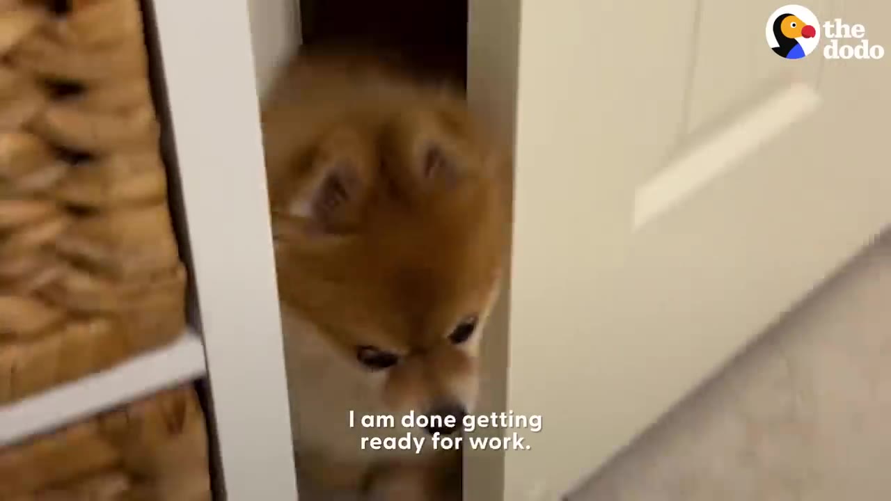 A small fluffy Pomeranian dog peeking around an open doorway.