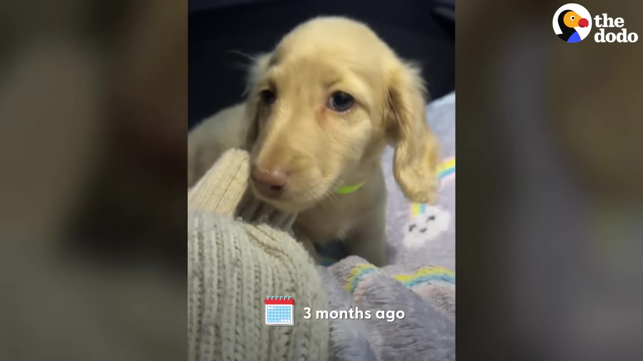A close-up view of a small, light golden puppy looking directly towards the camera indoors.