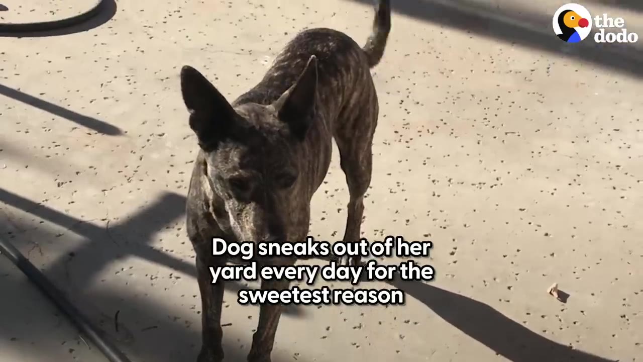 A brindle dog with pointed ears standing on a sunny concrete patio.