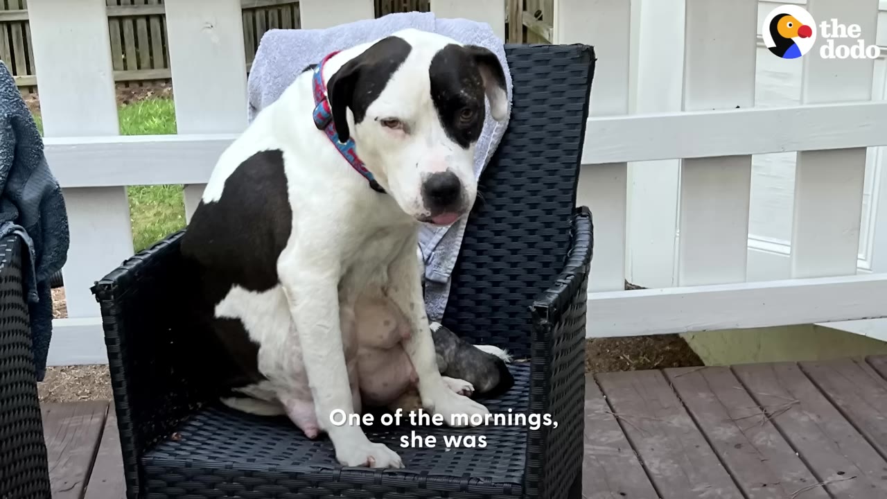 A pregnant black and white dog sits on a black wicker patio chair on a wooden deck.