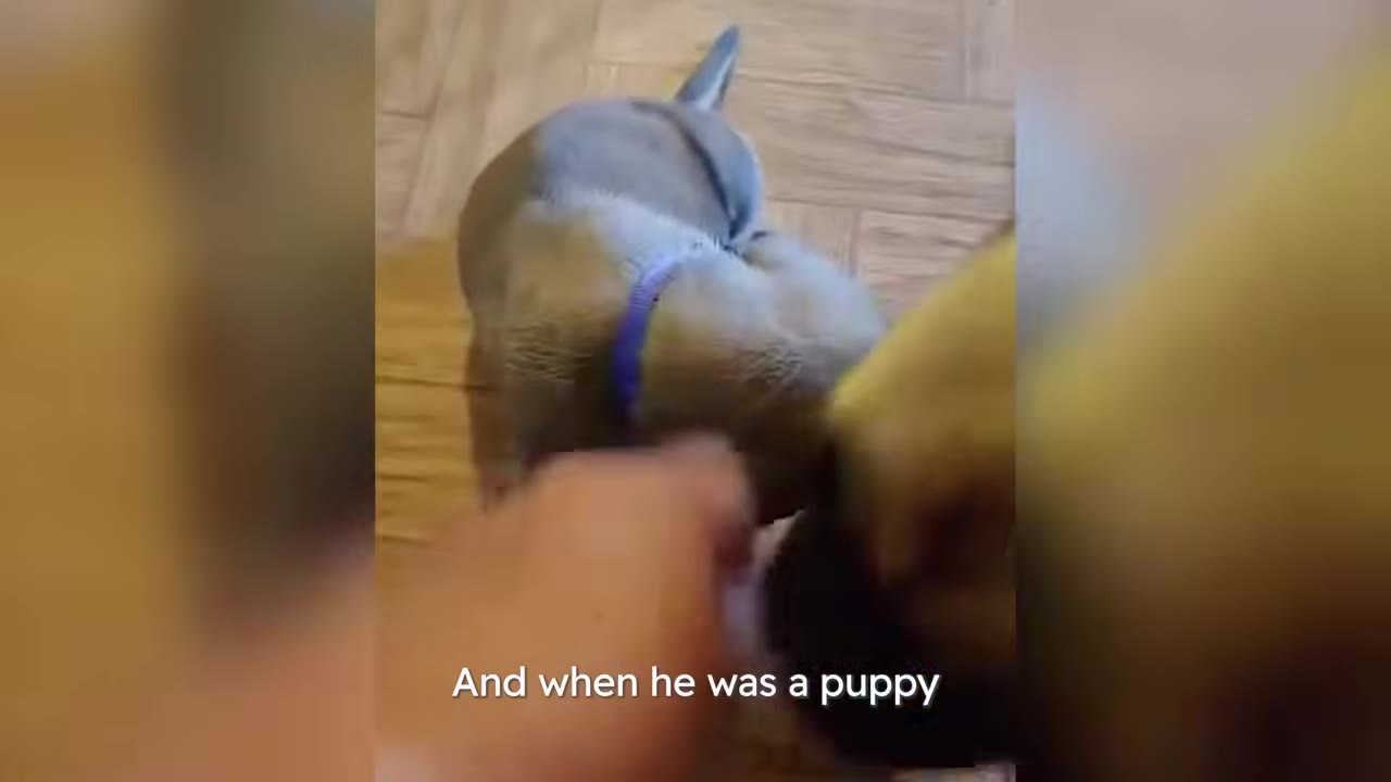 A small puppy wearing a purple collar being petted on a wooden floor.