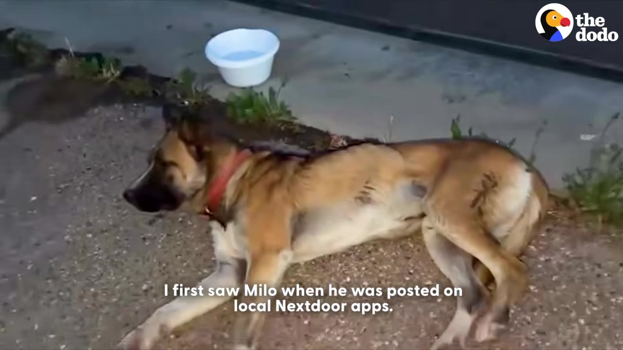 A thin, tan dog with a red collar lying on a gravel surface next to a white bowl, with text overlay reading 'I first saw Milo when he was posted on local Nextdoor apps.'