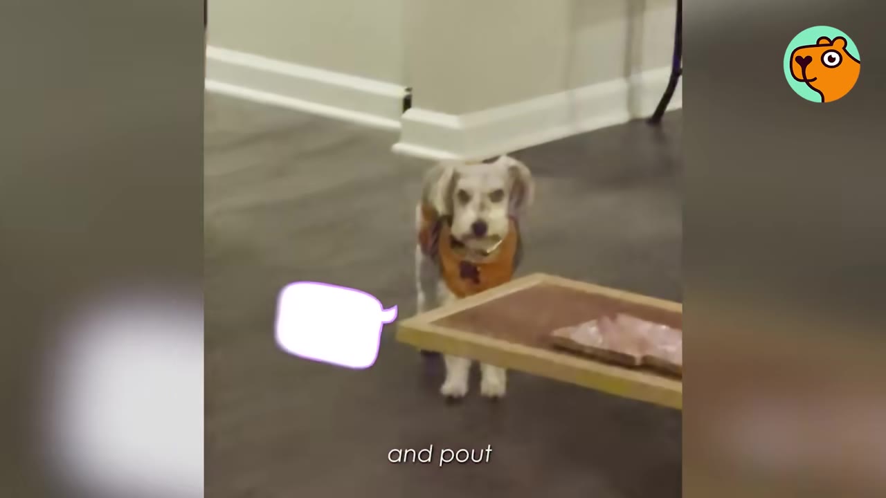A small white dog wearing a bandana stands in a hallway looking directly at the camera.