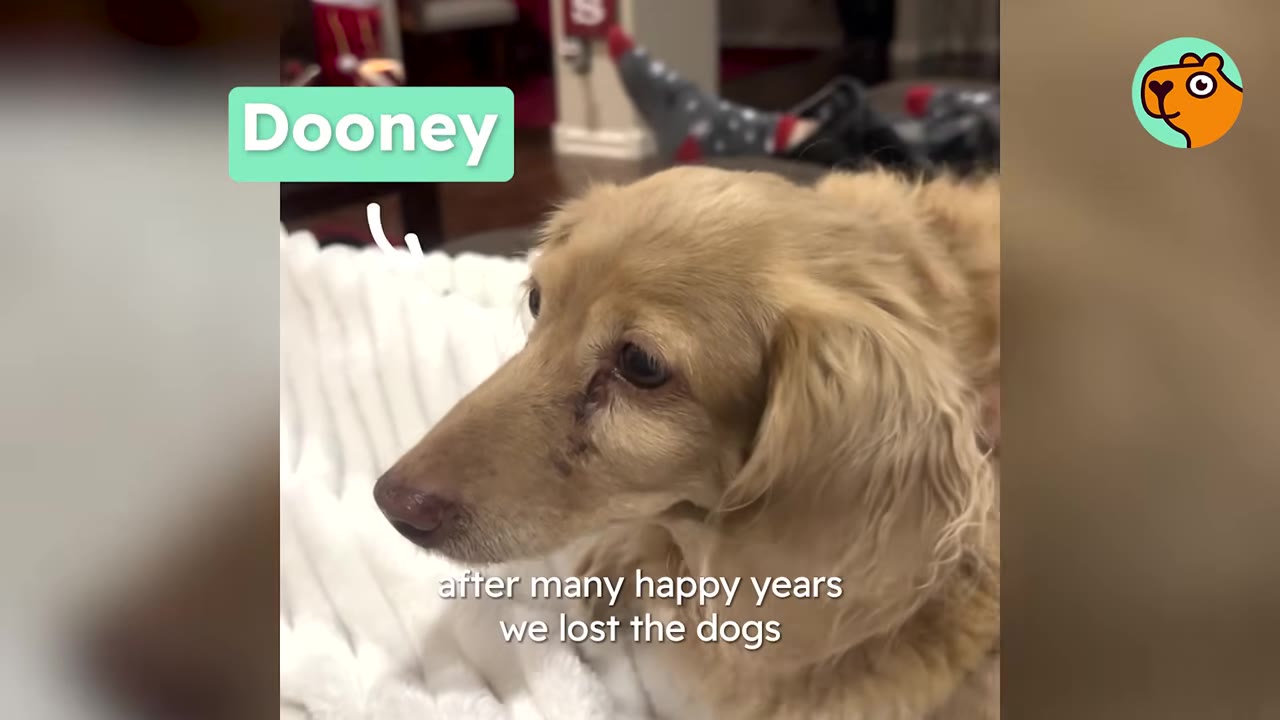 A close-up of a blonde dog named Dooney resting on a white blanket.