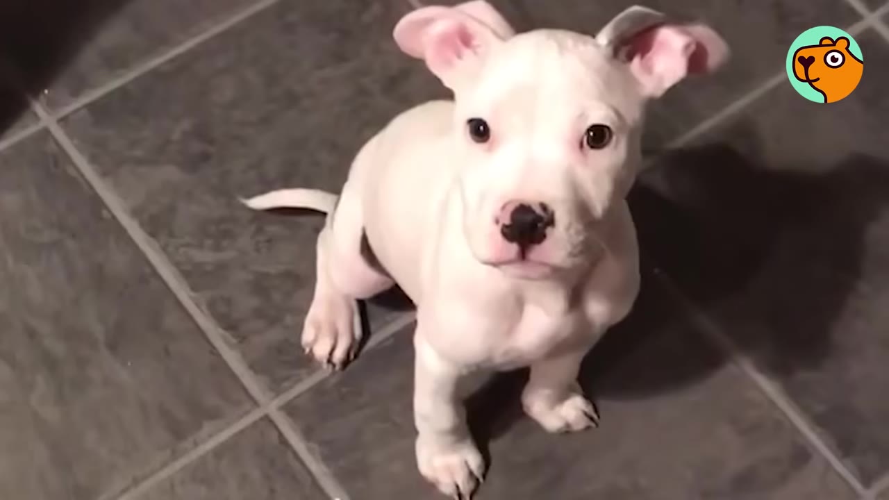 A small white puppy with pinkish ears and a dark spot on its nose sits quietly on a dark tiled floor, looking up at the camera.