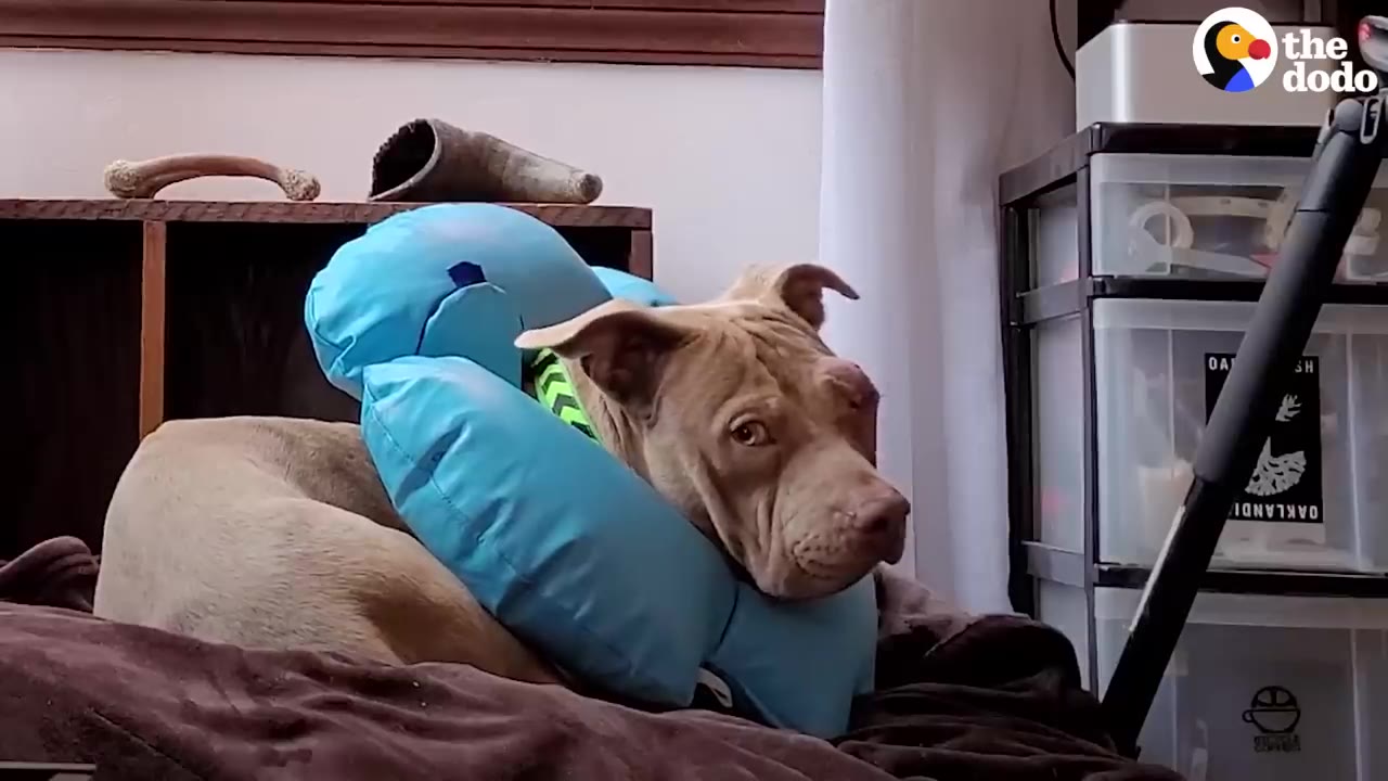A tan dog wearing a blue inflatable doughnut collar lies quietly on a bed inside a home.