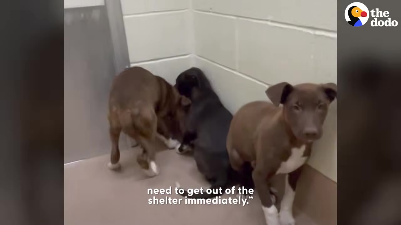 Three small brown and black puppies huddled together in the corner of a shelter kennel