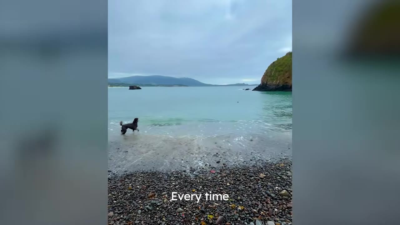 A black dog running across a pebbled shore into the shallow ocean water near a rocky cliff and cove.