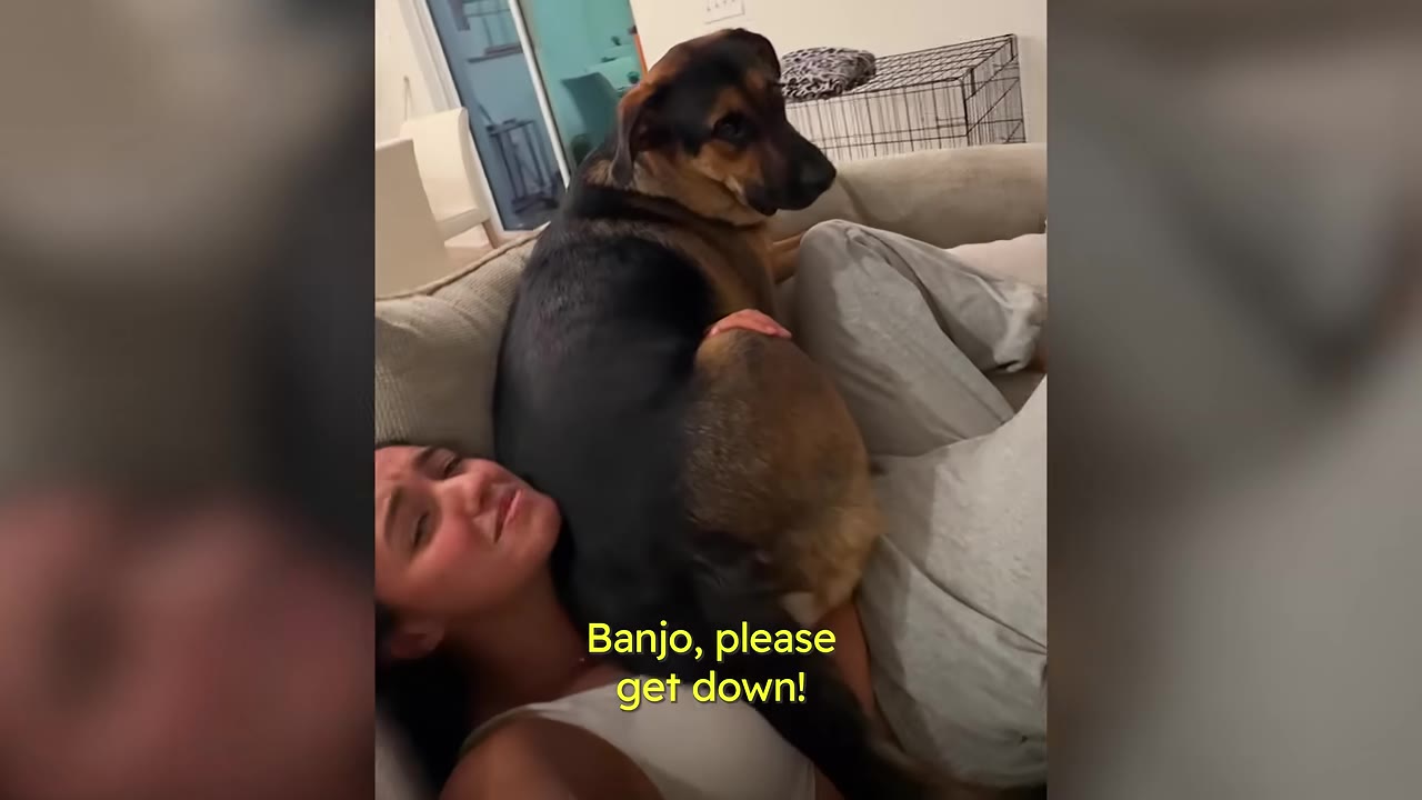 A large black and tan dog sits directly on top of a woman lying on a couch, ignoring her as she asks him to get down.