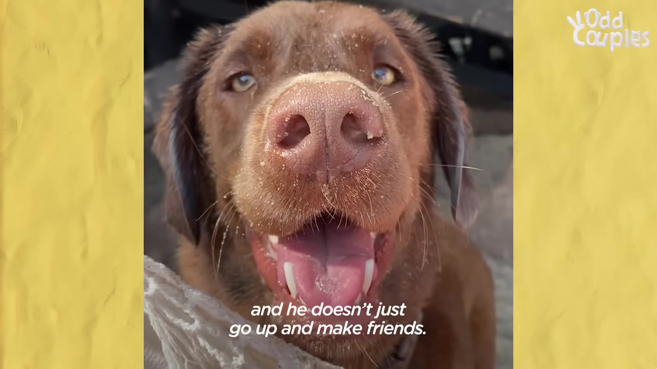 A close-up portrait of a brown dog with sand on its nose looking up toward the camera with an open mouth.