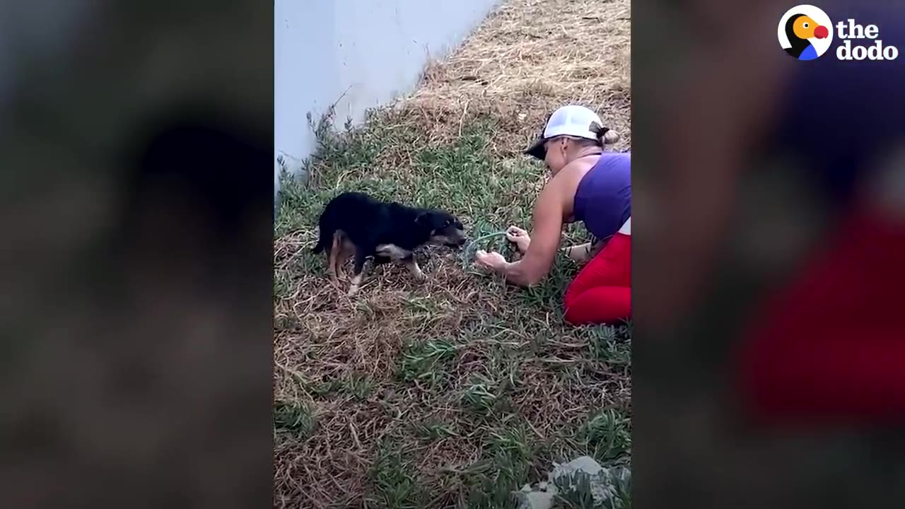 A small black and tan dog approaches a kneeling woman wearing red pants and a purple top on a grassy strip next to a wall.