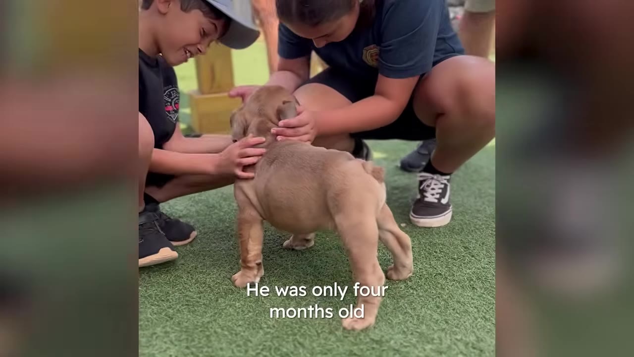 A small light brown puppy standing on green artificial turf as two people crouch beside him to gently pet him.