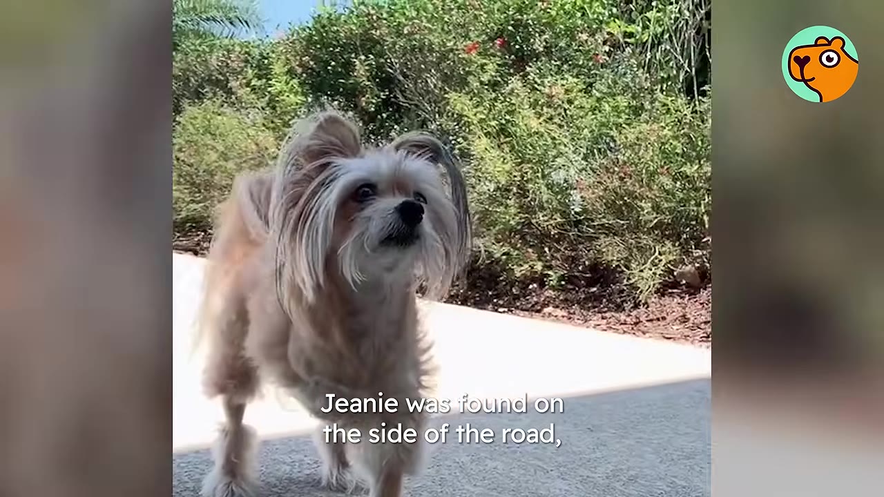 A small, scruffy fluffy dog walking outdoors on a paved surface near greenery.