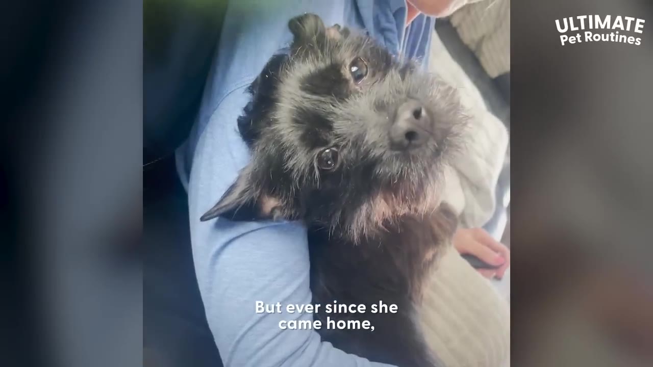 A small, scruffy black dog with expressive eyes looks up while being held in someone's arms.