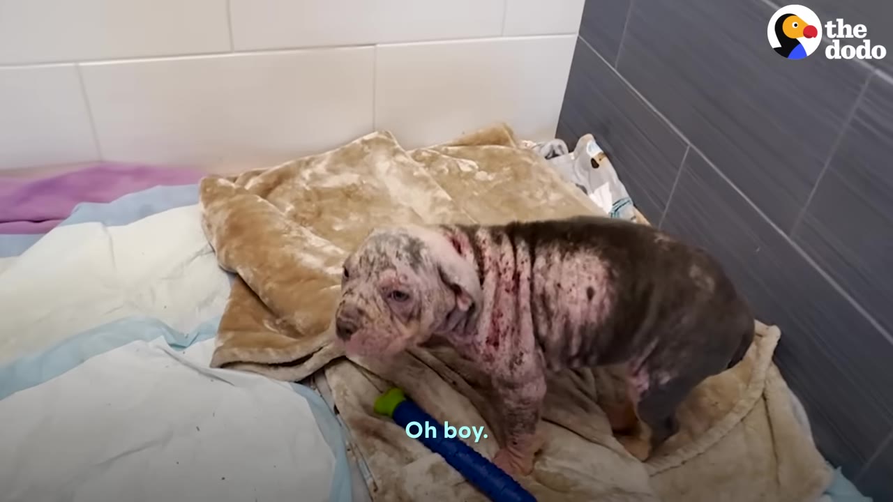 A small puppy with severe skin hair loss and irritation stands on a blanket inside an enclosure.