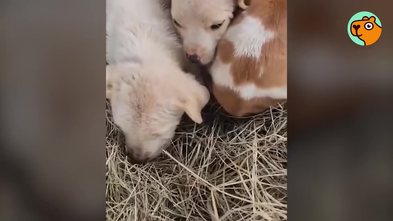 Small, young puppies huddling together in dry grass and straw.