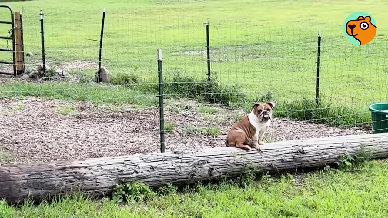An English bulldog sitting in the distance near a fence line on a grassy farm field.