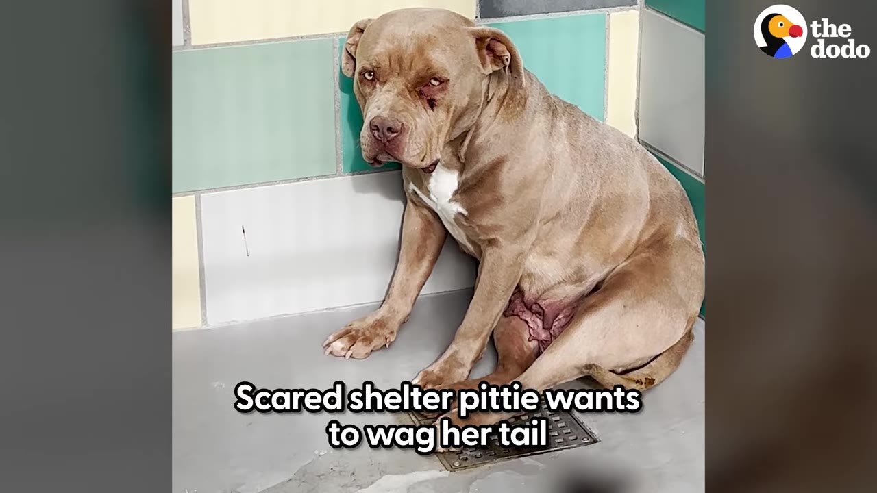 A tan pit bull mix sits crouched in the corner of a tiled shelter kennel enclosure looking sad.