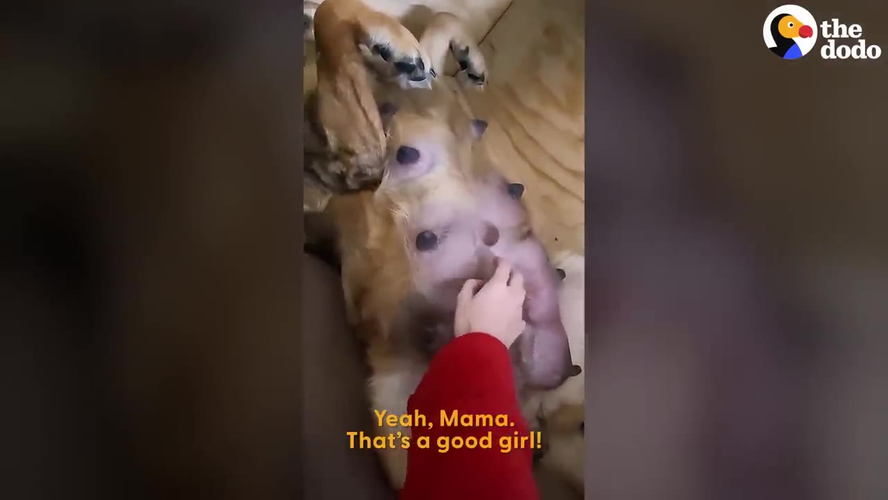 A pregnant dog lying on her back inside a cozy wooden whelping box while receiving gentle pets on her belly.