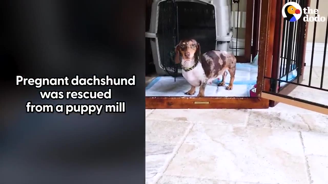 A pregnant dapple dachshund stands inside a wooden indoor enclosure lined with training pads, looking towards the camera.