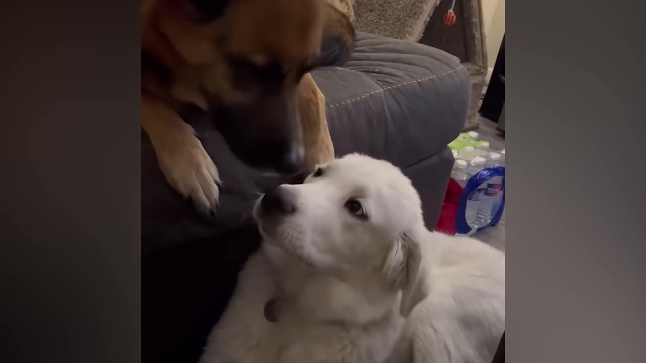 A brown and black dog leans down from a dark gray couch to look closely at a fluffy white puppy sitting on the floor.