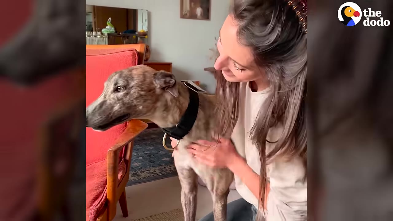 A woman with long brown hair smiles as she gently pets a brindle greyhound standing next to a red armchair.
