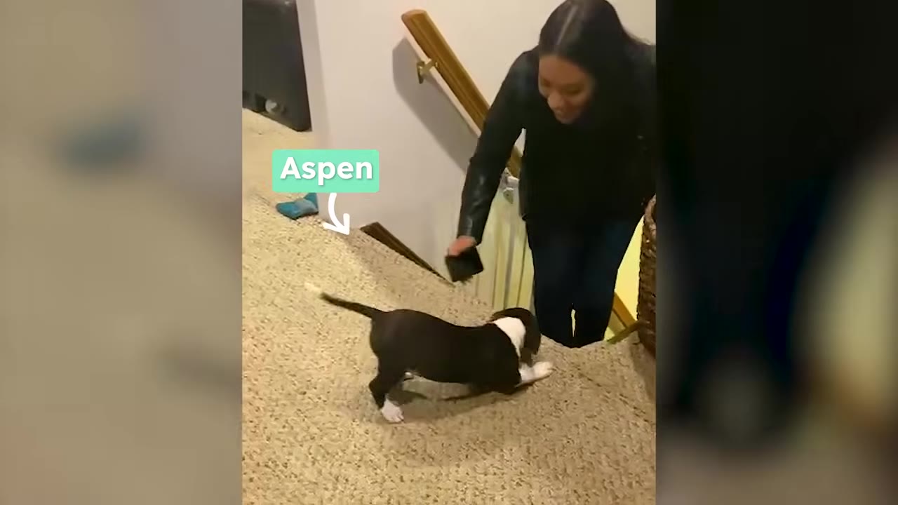A woman coming up the stairs toward a small black and white puppy playing on the carpet.