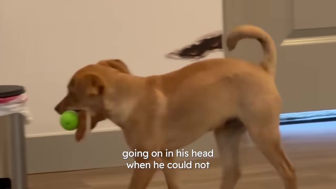A tan dog walking indoors carrying a bright green ball in its mouth.