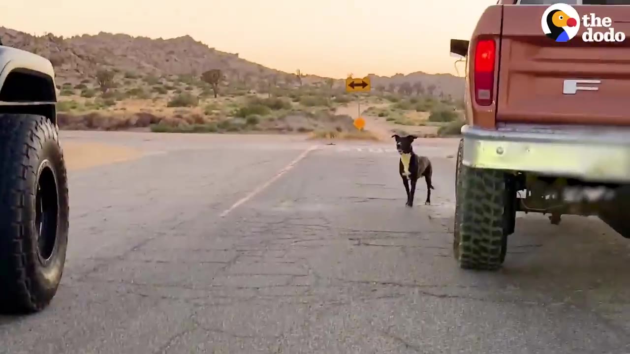 A black and white dog stands alone on a paved desert road between two vehicles at sunset.