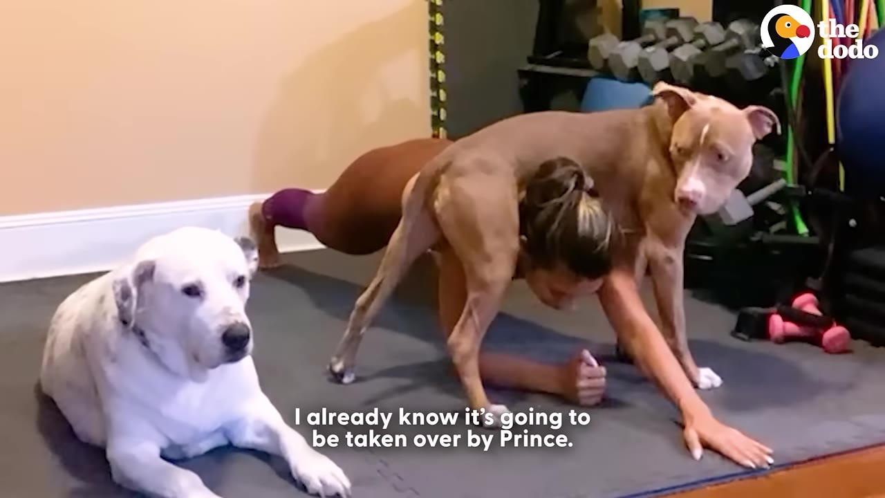 A brown dog stands directly over a woman as she performs a plank exercise on a workout mat, while a white dog lies nearby.