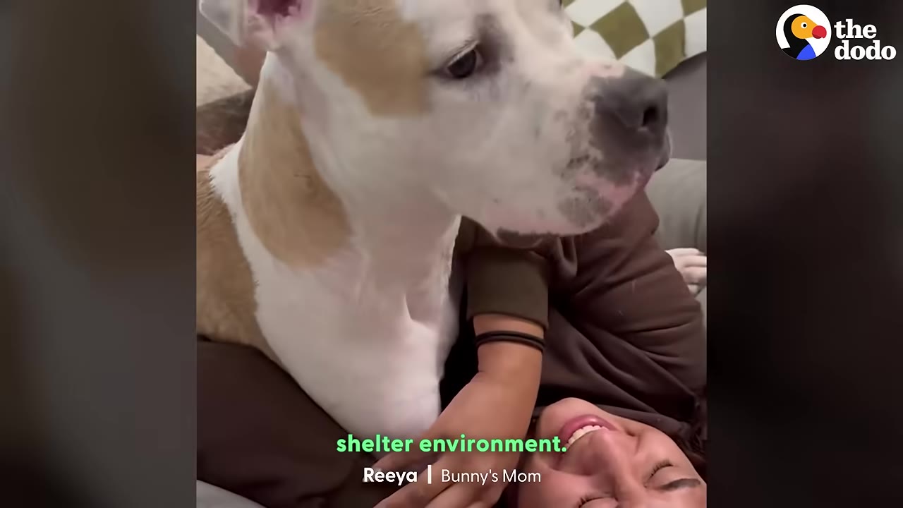 A tan and white dog named Bunny sits on his owner's chest, looking off to the side with a gentle expression.