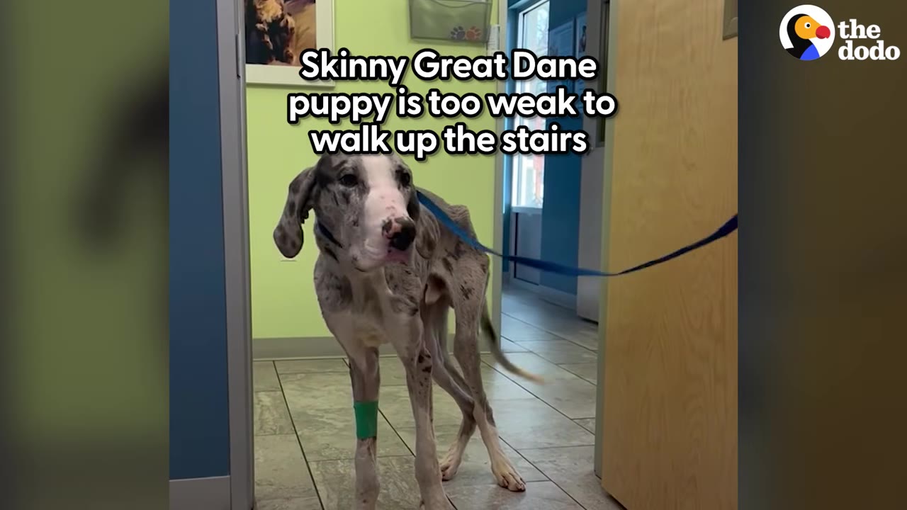 A severely underweight merle Great Dane puppy standing on a tile floor inside a building with a blue leash attached to its collar.